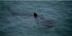 Basking Shark by AndrewPower