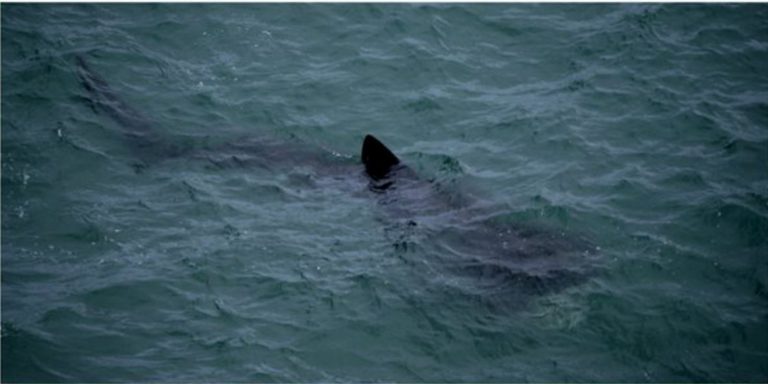 Basking Shark by AndrewPower