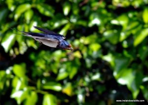 First swallow of 2016