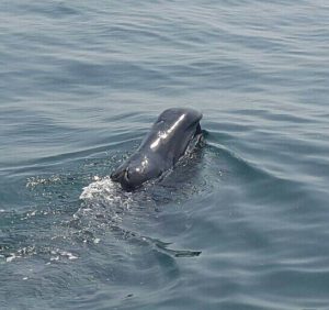 Bowhead Whale Ireland