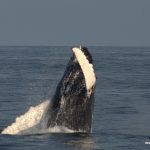 Breaching Humpback Whale, West Cork