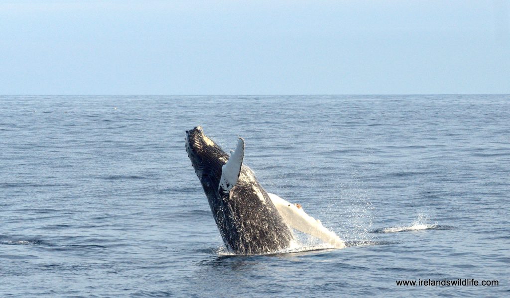 Whale watch in West Cork, May 2016