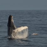 Whalewatching in West Cork: Humpback and common Dolphin