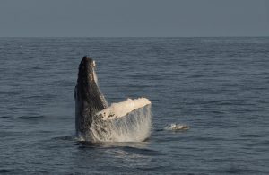 Whalewatching in West Cork: Humpback and common Dolphin