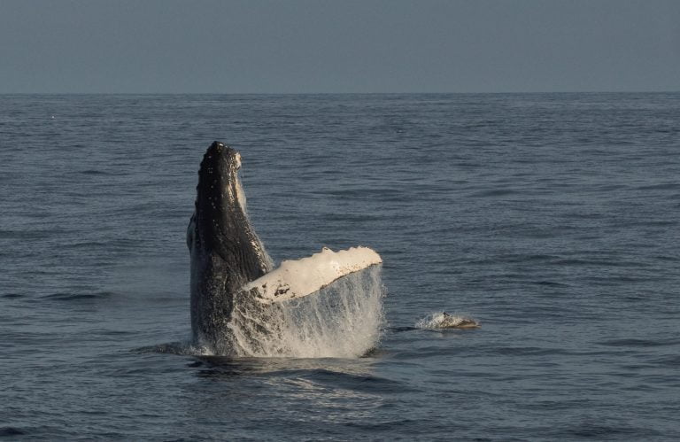 Whalewatching in West Cork: Humpback and common Dolphin