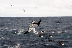 Seabirds are often indicators of whale and dolphin activity