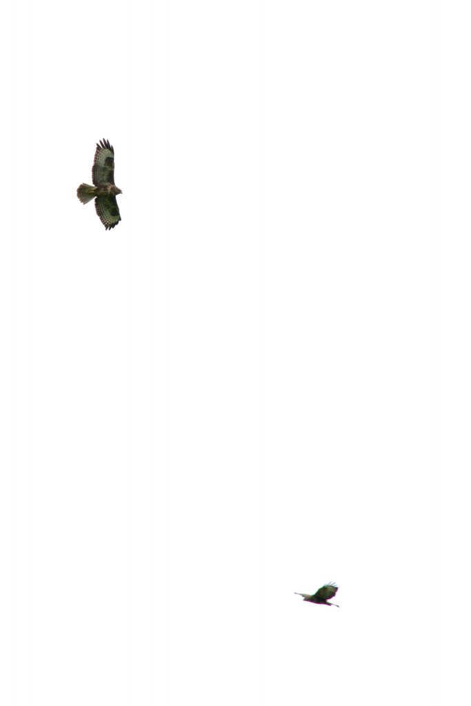 Buzzard pair in West Cork