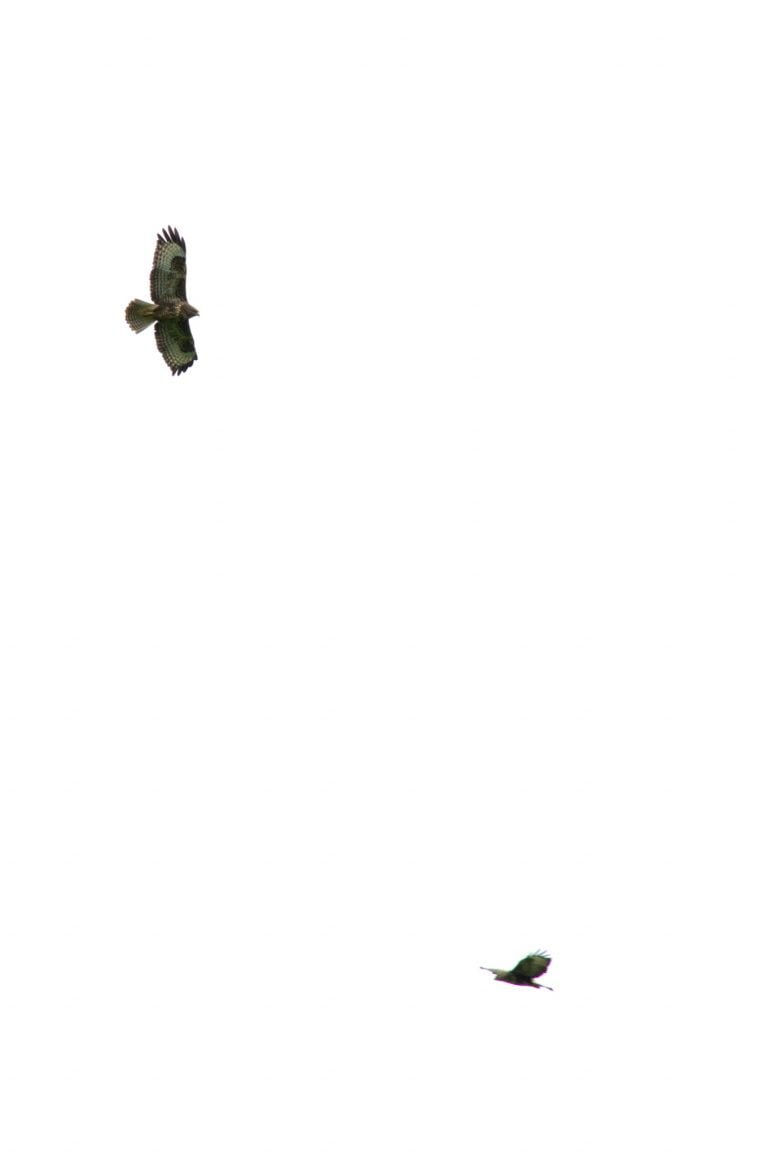 Buzzard pair in West Cork