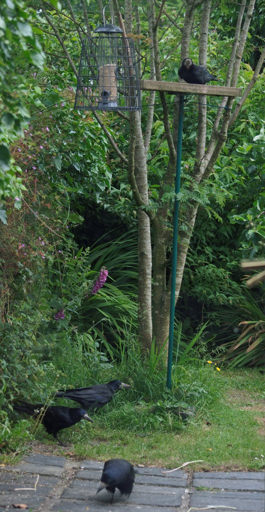 Rooks ignoring the Feeder Guardian