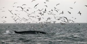 Seabirds and whales