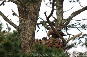 White-tailed eagle adult and chick in West Cork (Photo taken under licence from the National Parks and Wildlife Service)