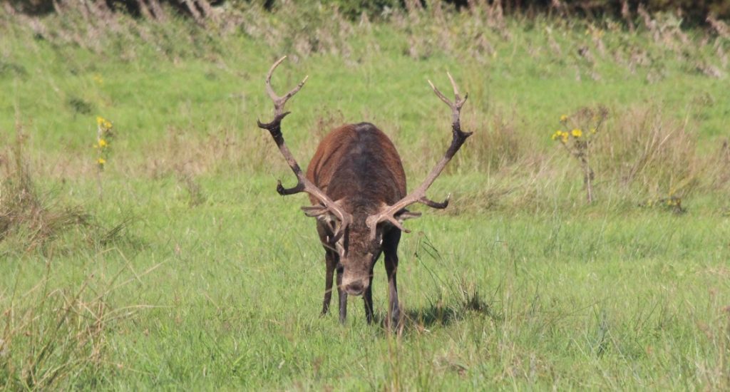 Red deer stag preparing to meet trouble head on