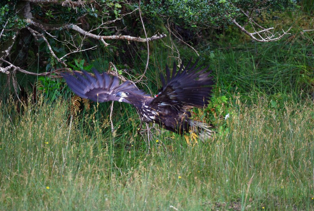 Juvenile white-tailed-eagle takes flight