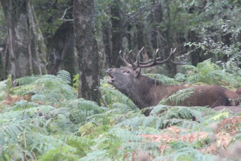 Bellowing red deer stag Killarney