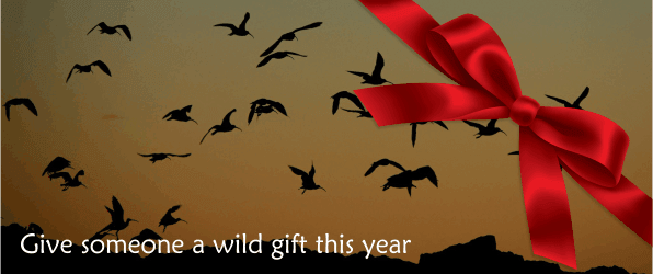 Wildlife gifts for Christmas
