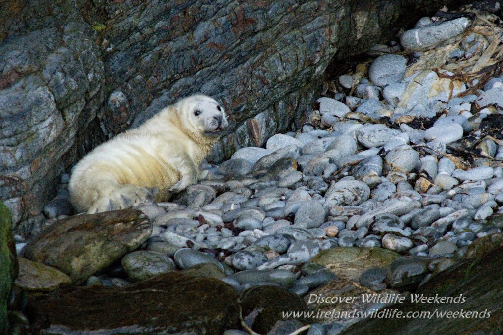 Baby seal Ireland