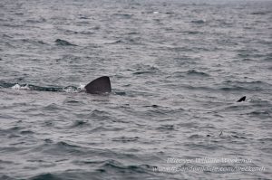 Basking Shark West Cork
