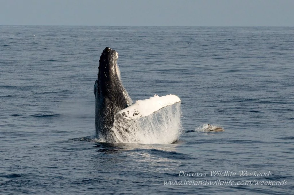 Breaching Humpback