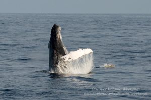 Breaching Humpback