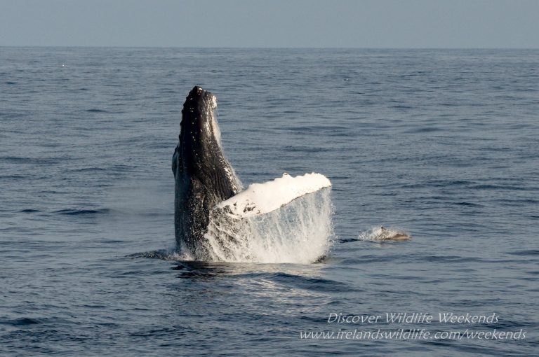 Breaching Humpback
