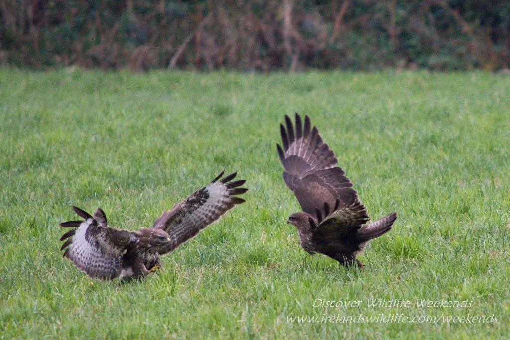 Buzzard encounter West Cork