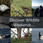 Wildlife and nature tours Ireland