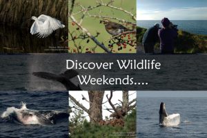Wildlife and nature tours Ireland