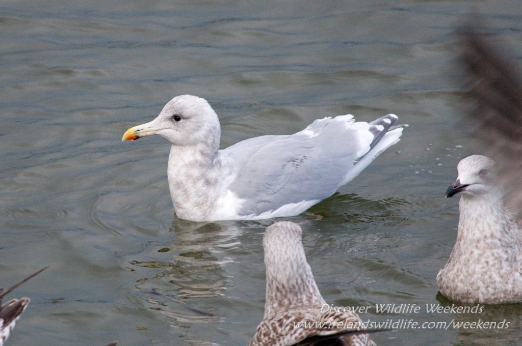 Glaucous-winged gull, West Cork, Ireland