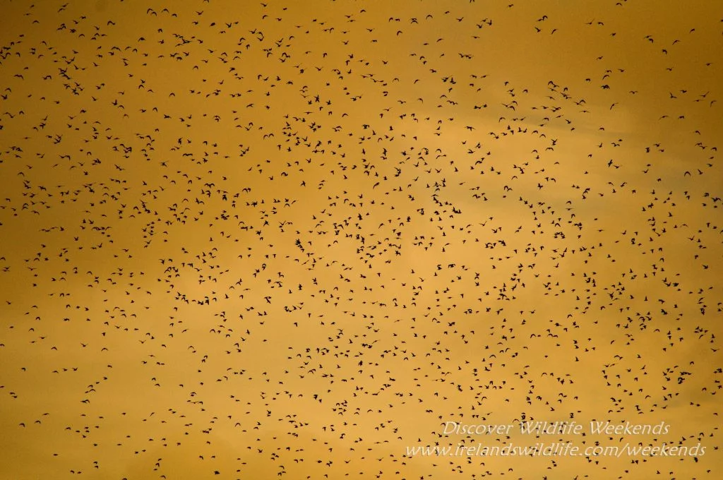 Golden plover, Rosscarbery, West Cork