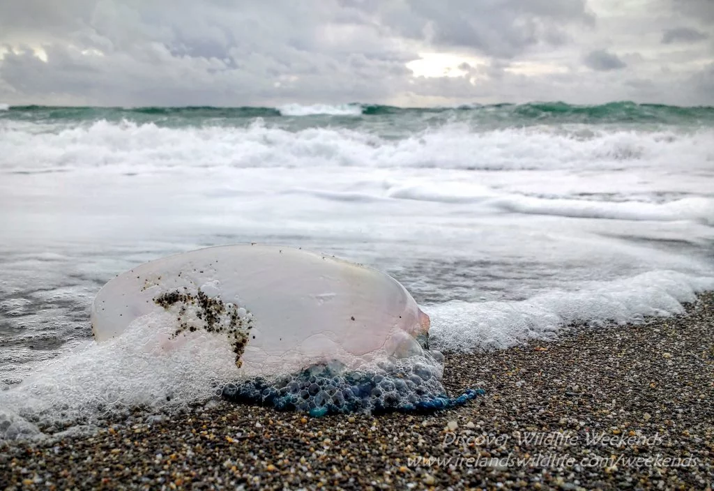 Portuguese Man-o-War, West Cork