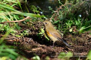Red-flanked bluetail, West Cork