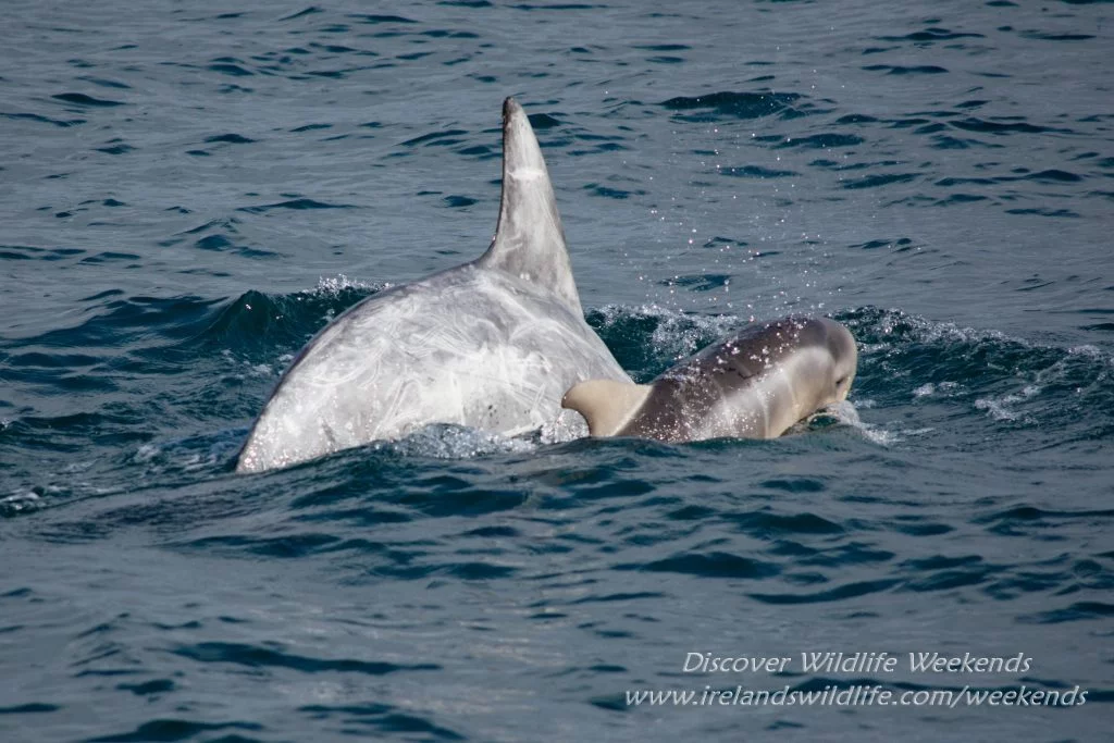 Risso's Dolphin, West Cork