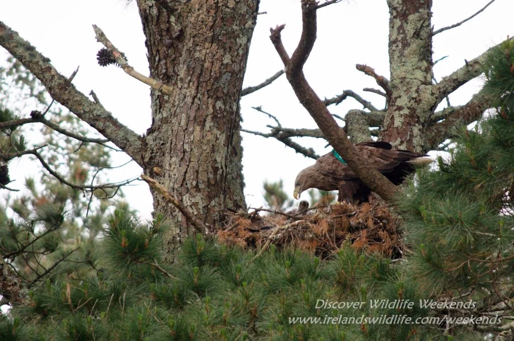 White-tailed eagle chick in nest