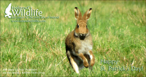 Happy St. Patrick's Day