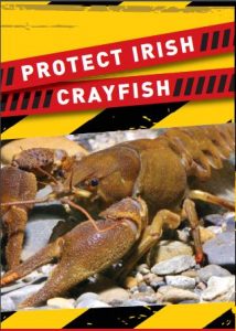 Irish Crayfish Conservation