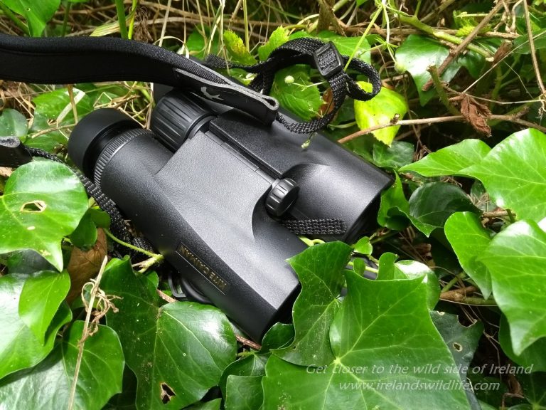 Kite Caiman Review