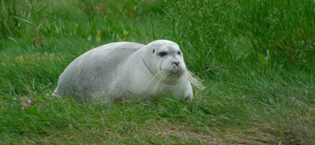 Bearded Seal in West Cork, Ireland