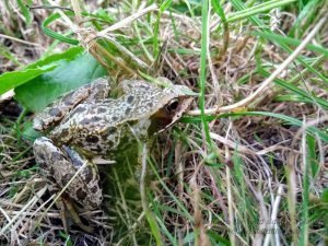 Common Frog Encounter