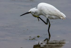 Little egret with an itch