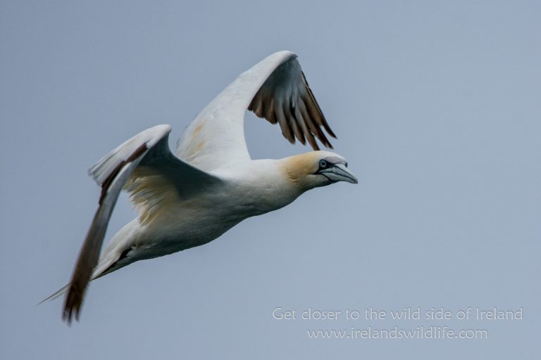 Northern Gannet