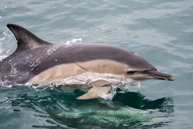 Short beaked common dolphin