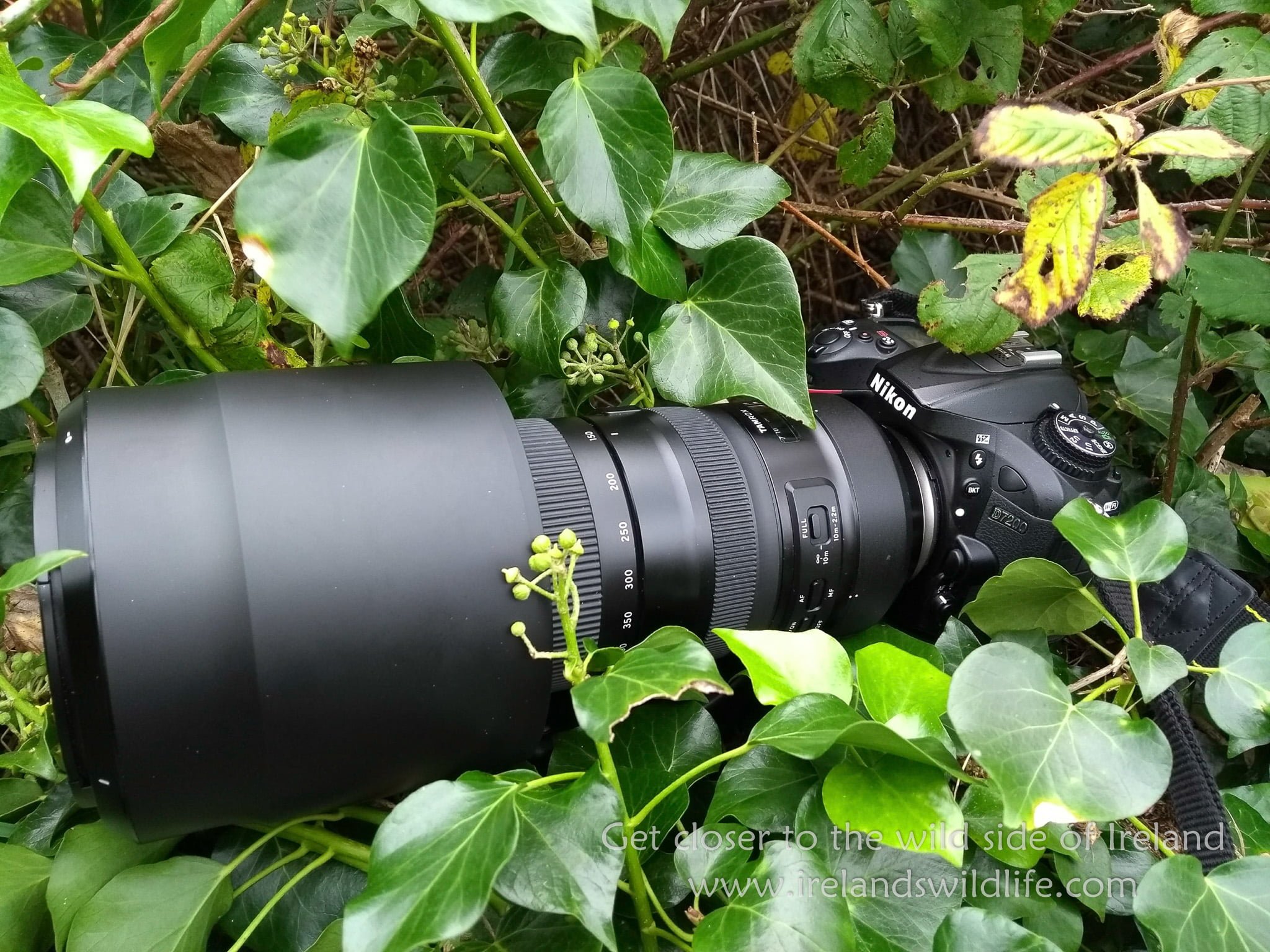 Tamron SP 150-600mm F/5-6.3 Di VC USD G2 Review | Ireland's Wildlife