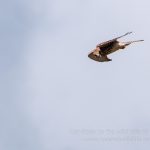 Common Kestrel in flight