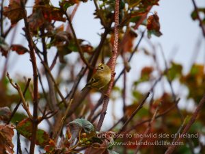 Goldcrest Galley Head