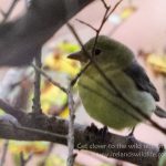 Scarlet tanager record shot