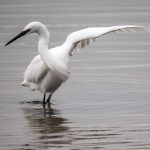 Little egret "dancing"
