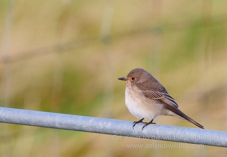 Spotted Flycatcher, Shetland