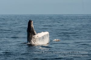 Breaching humpback whale Ireland
