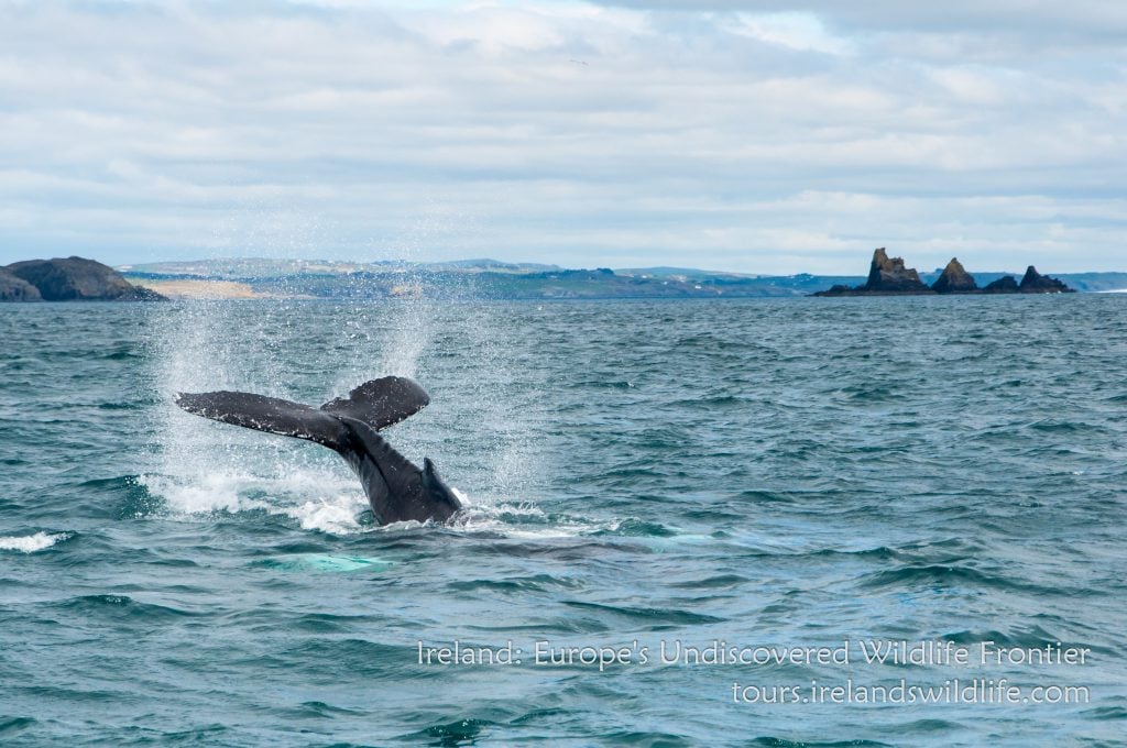 Humpback whale off Ireland's Wild South Coast