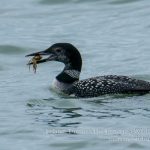 See great northern diver on a wildlife holiday in Ireland